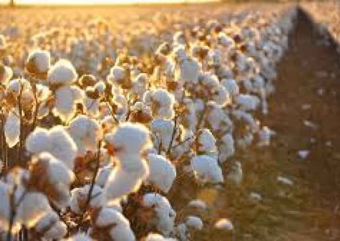 Corteva Agriscience™ obtém aprovação do cultivo comercial do algodão WideStrike® 3 no Brasil