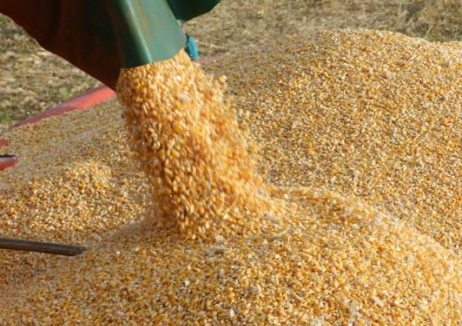 Milho: produtividade da segunda safra pode ter queda no Paraná 