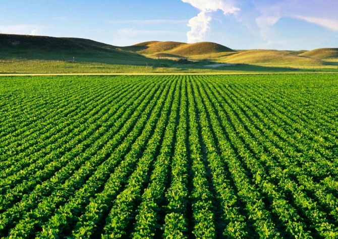 Soja: Em Laguna Carapã (MS), produtores iniciam plantio da safra nova após bons volumes de chuvas