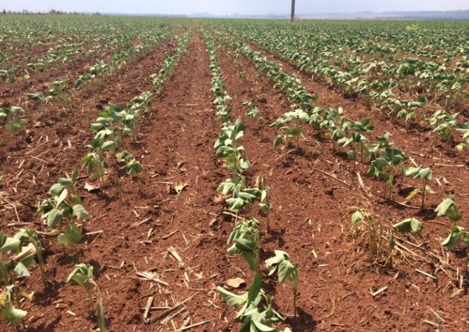 Soja: perda no Uruguai pode estar em torno de 1 mi t